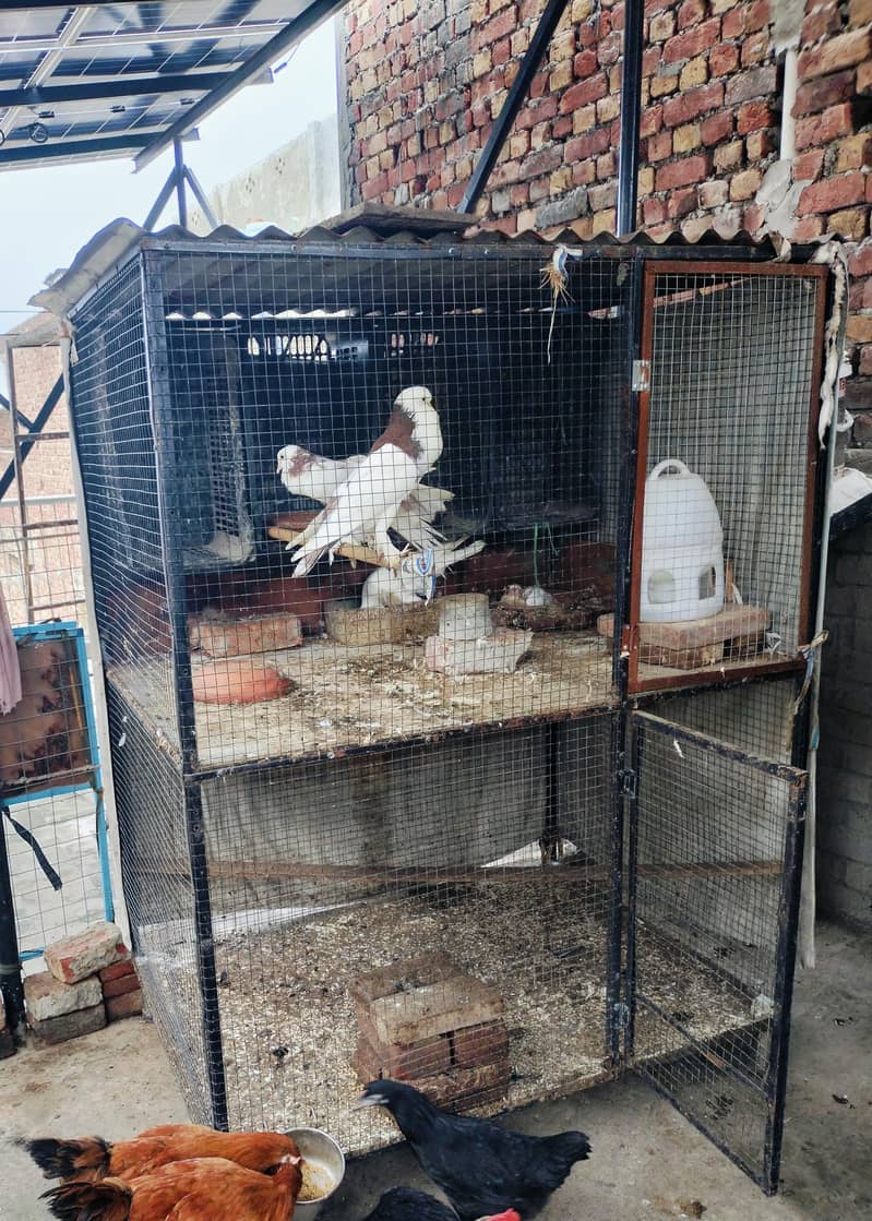Hens cage 0