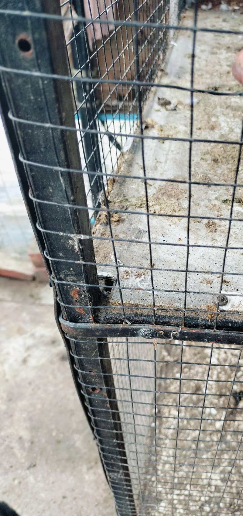 Hens cage 1