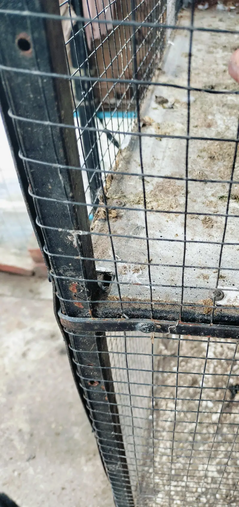 Hens cage — photo 2