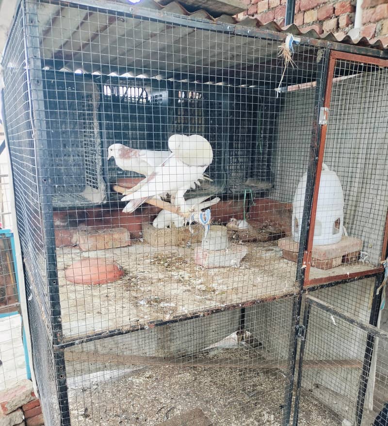 Hens cage 2