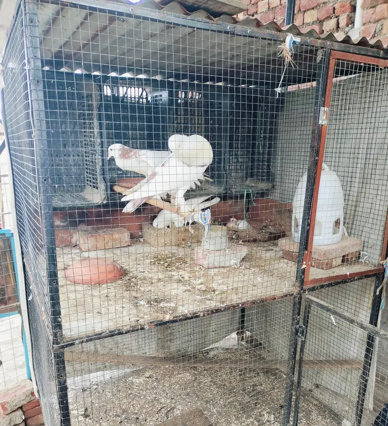 Hens cage — photo 3