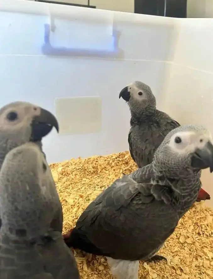 African grey parrot cheeks for sale 0335=1141=179 — photo 2