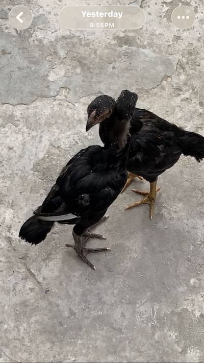 Aseel jawa pair black color 2.5 month age healthy growth