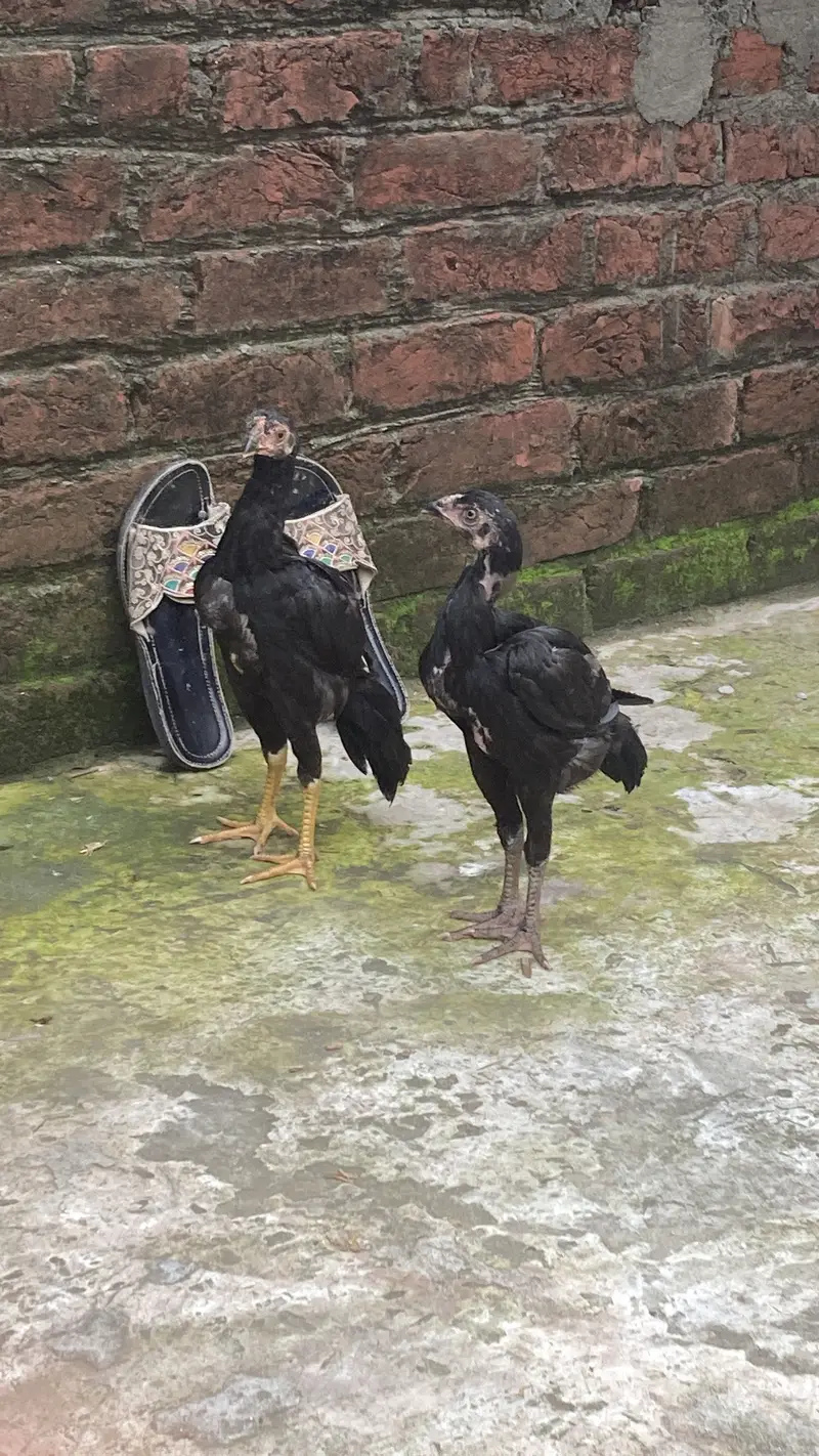 Aseel jawa pair black color 2.5 month age healthy growth — photo 2