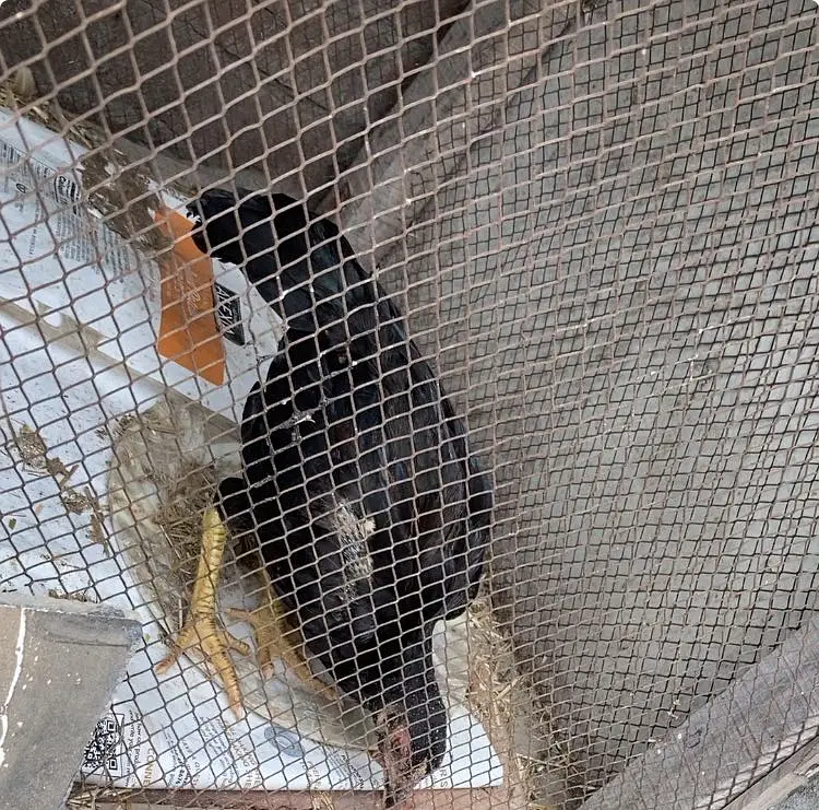 Aseel jawa pair black color 2.5 month age healthy growth — photo 3
