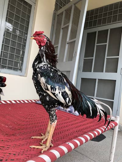 Home breed aseel cheena