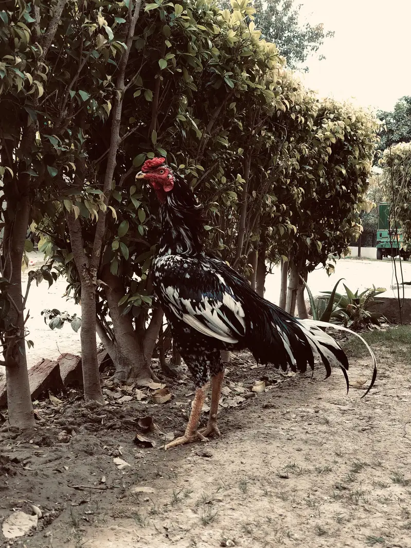 Home breed aseel cheena — photo 2