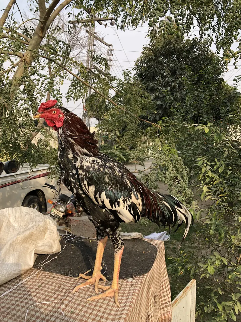 Home breed aseel cheena — photo 3