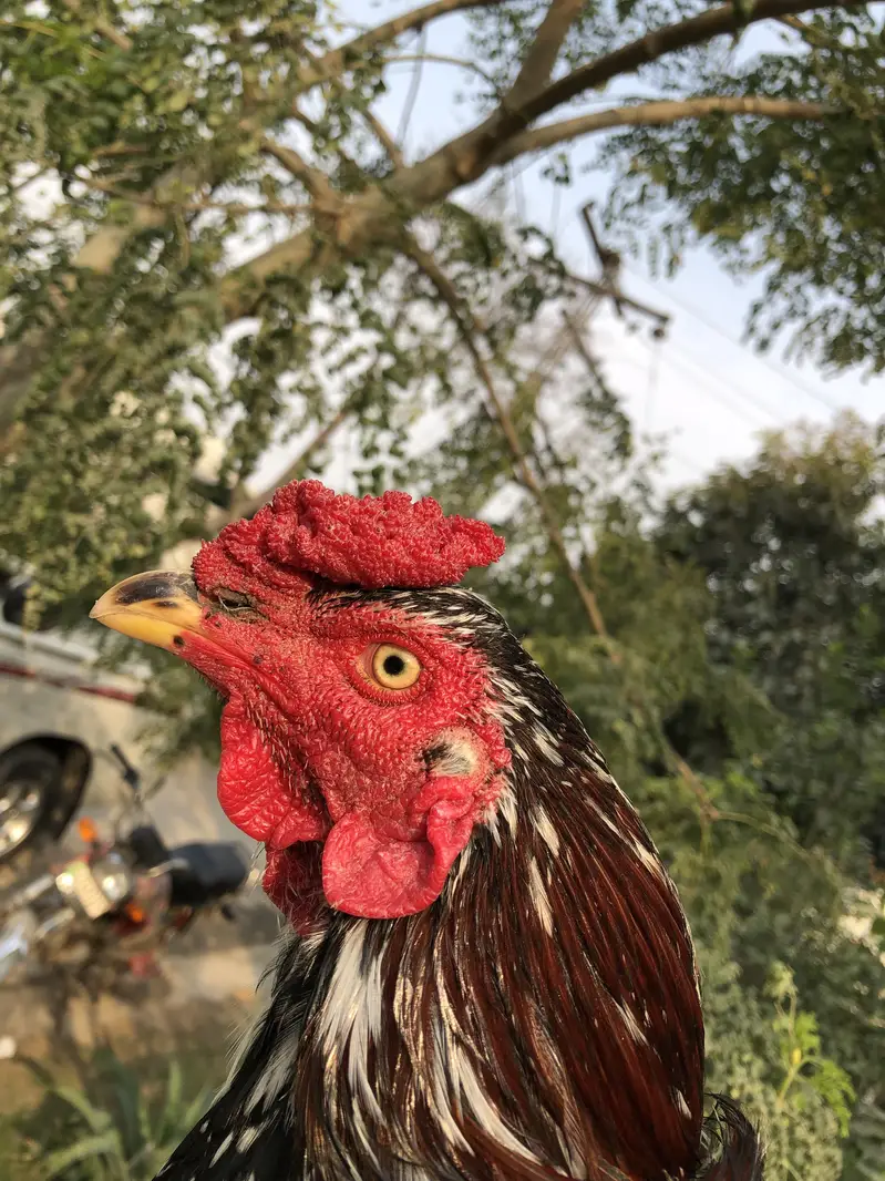 Home breed aseel cheena — photo 4