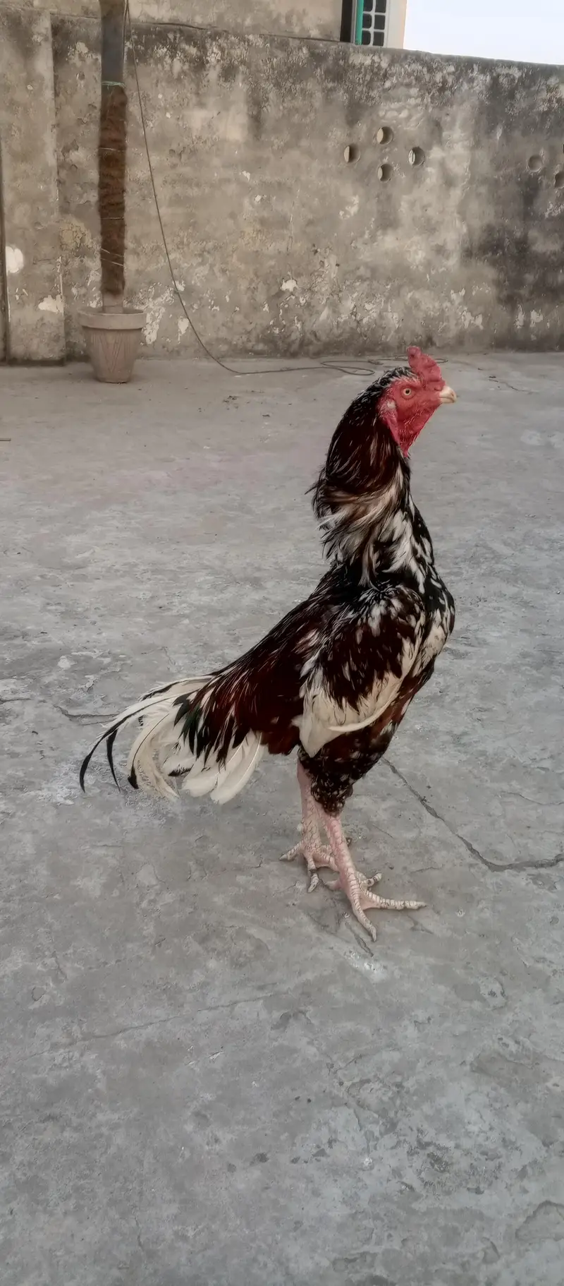 Heera or Lal chena murga — photo 3