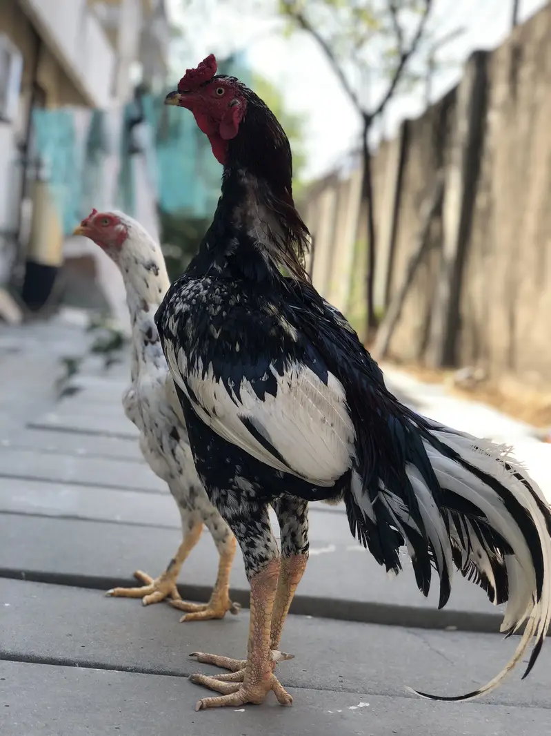 Home breed aseel cheena — photo 5