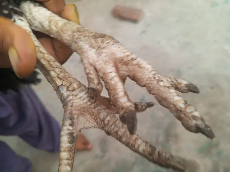 Aseel — photo 3
