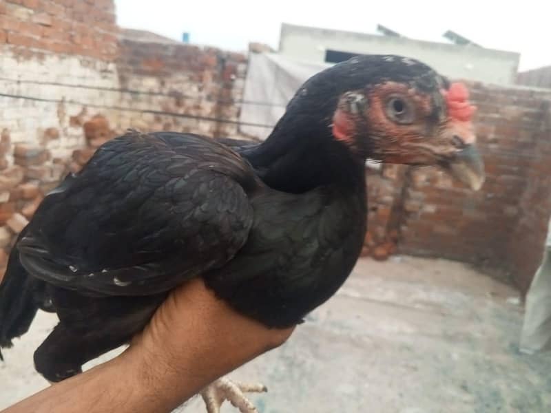 Aseel 5