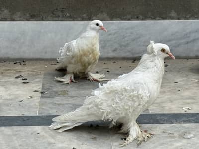Different pigeon