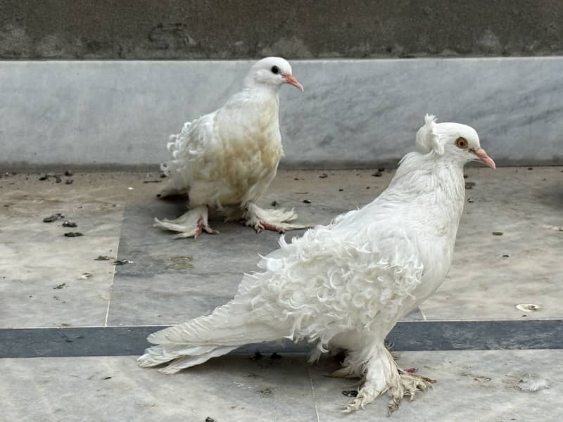 Different pigeon 0