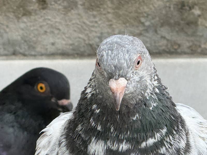 Different pigeon 1