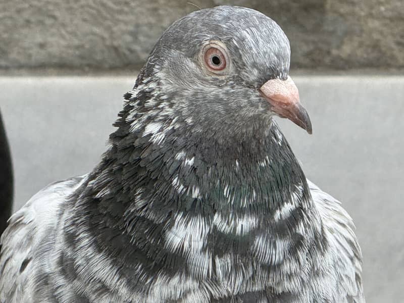 Different pigeon 2