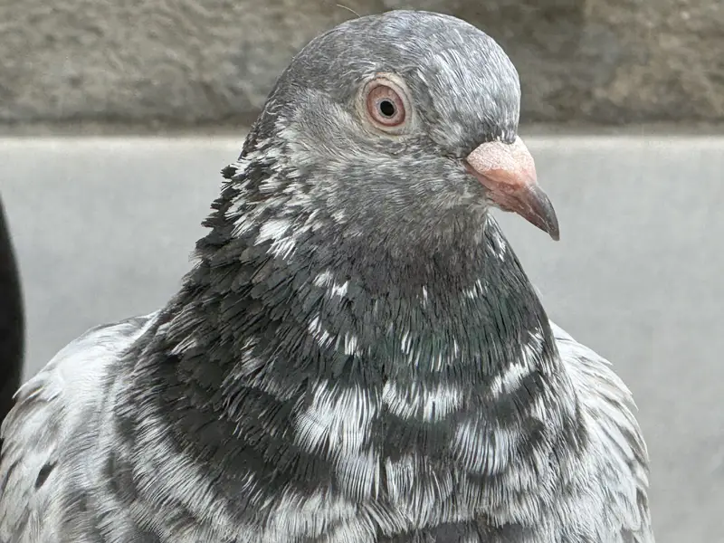 Different pigeon — photo 3