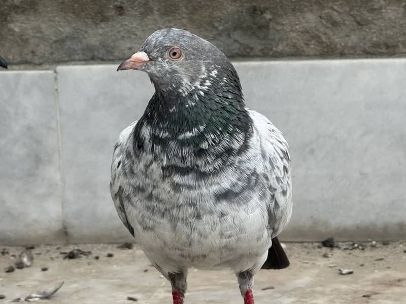 Different pigeon 3