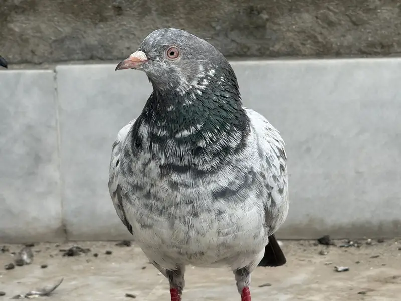 Different pigeon — photo 4