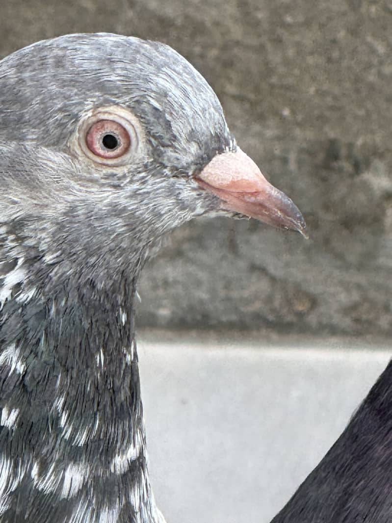 Different pigeon 4