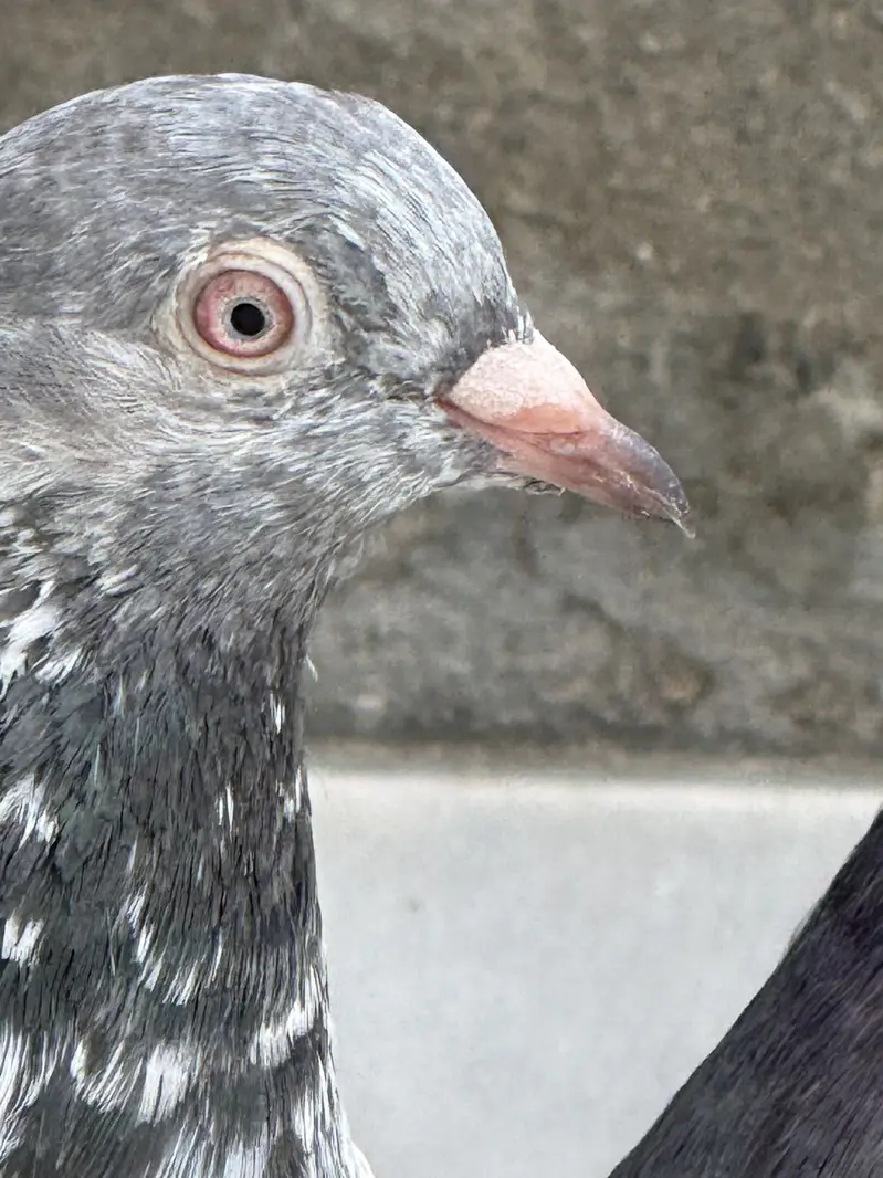 Different pigeon — photo 5