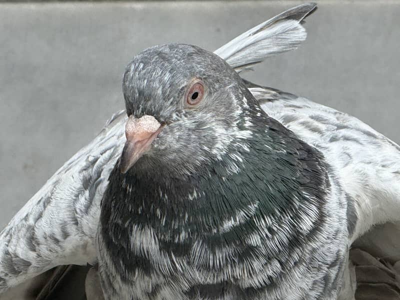 Different pigeon 5