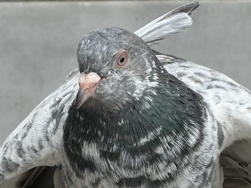 Different pigeon — photo 6