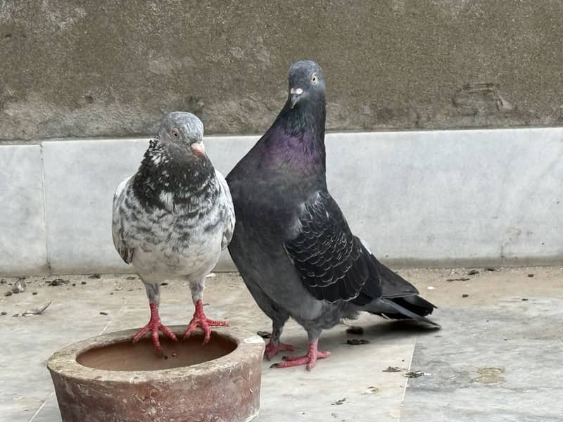 Different pigeon 6