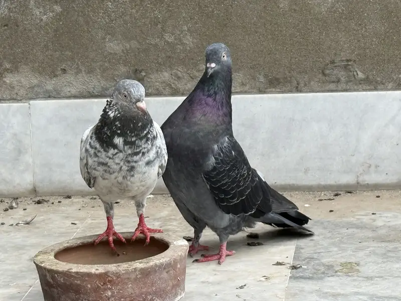 Different pigeon — photo 7