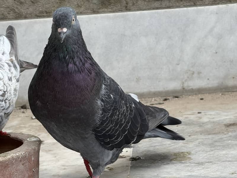 Different pigeon 7