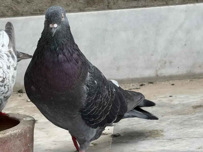 Different pigeon — photo 8