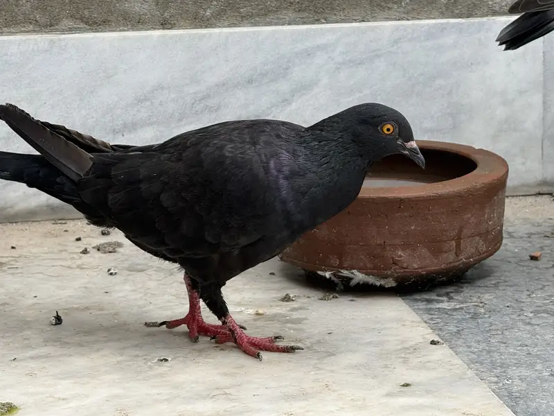 Different pigeon — photo 9