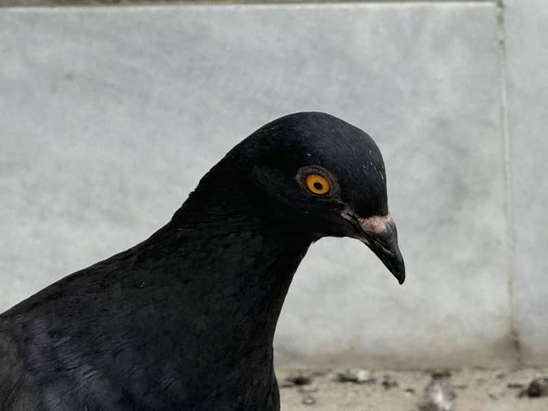 Different pigeon 9