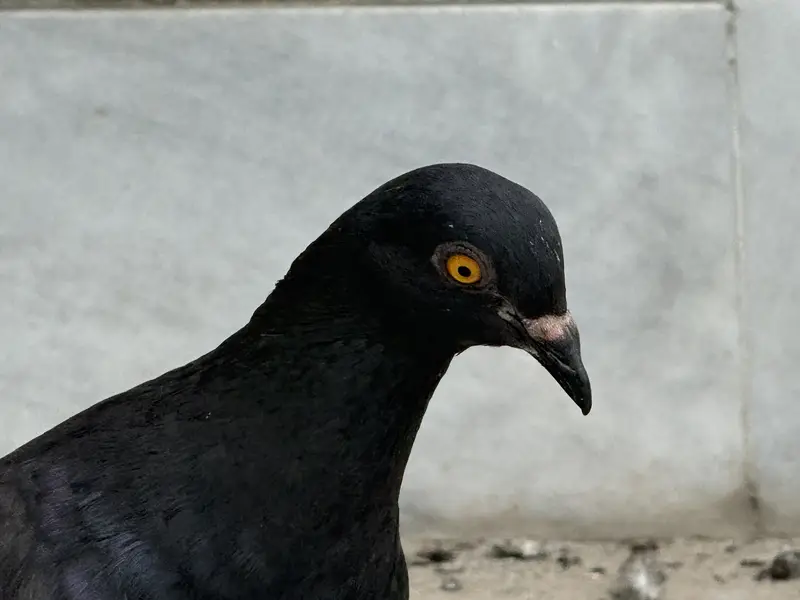 Different pigeon — photo 10
