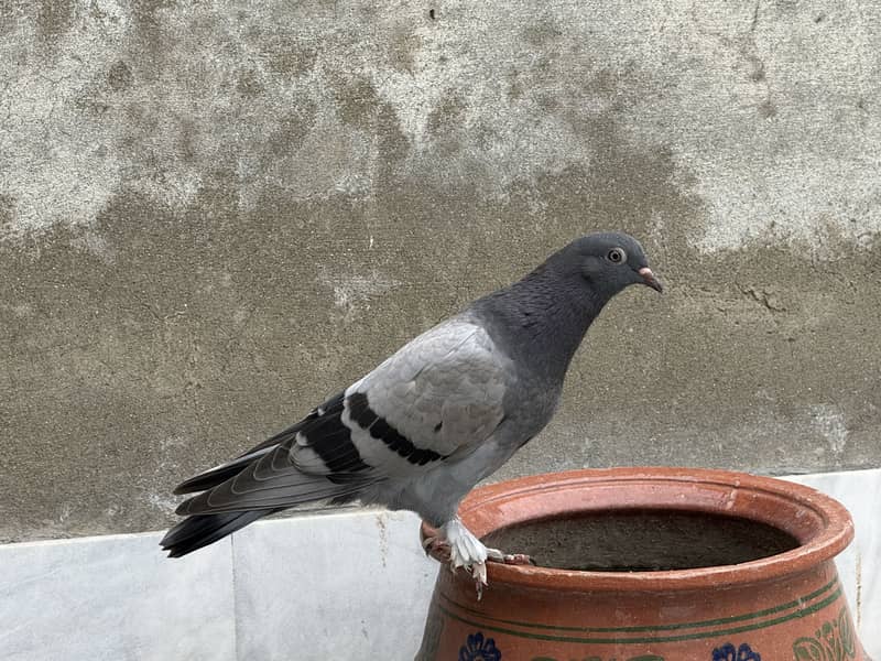 Different pigeon 10
