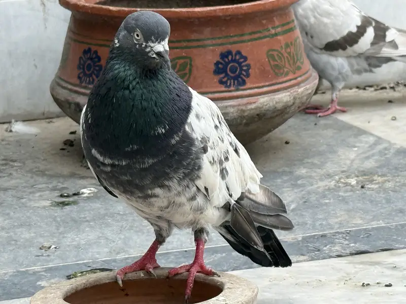 Different pigeon — photo 12