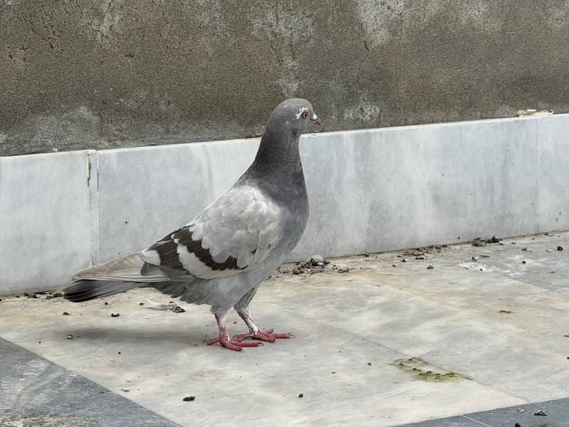 Different pigeon 12