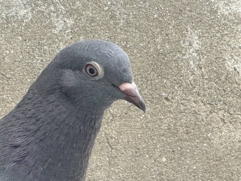 Different pigeon 13