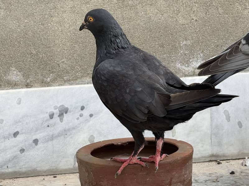 Different pigeon 14