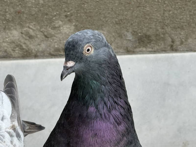 Different pigeon 15