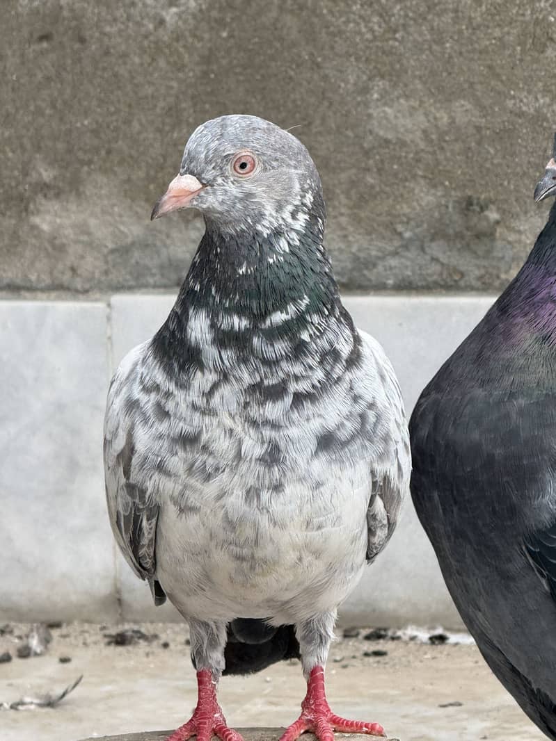 Different pigeon 16