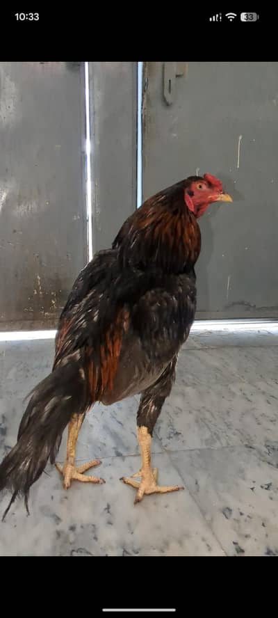 aseel murga for sale