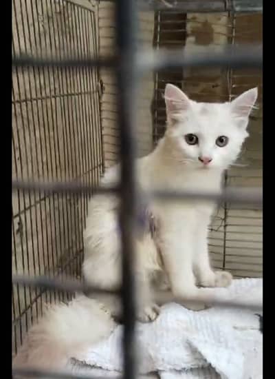 Free Persian cat available