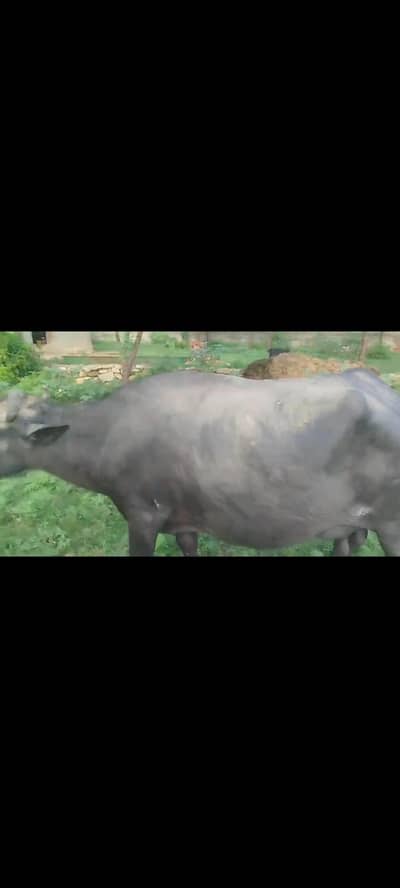 buffalo
