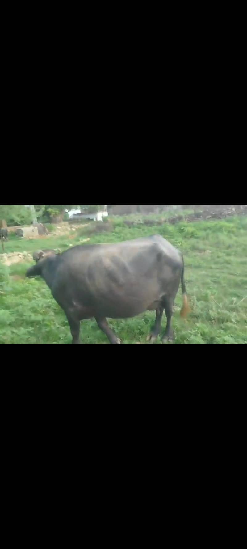 buffalo 1