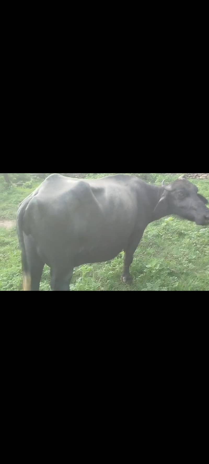 buffalo 2