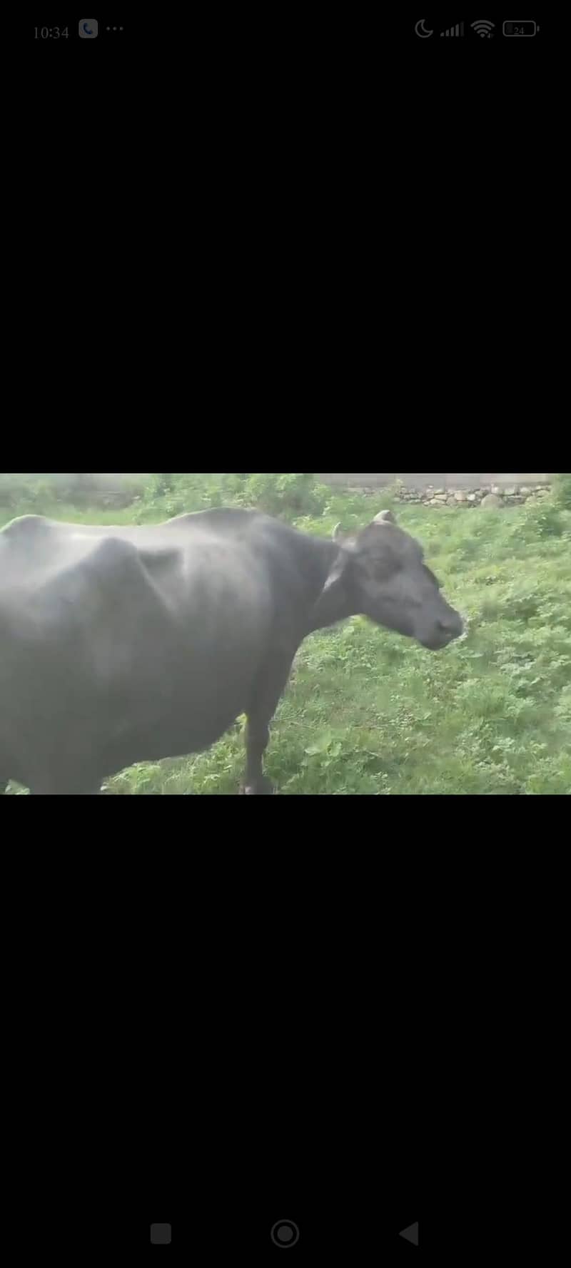 buffalo 3