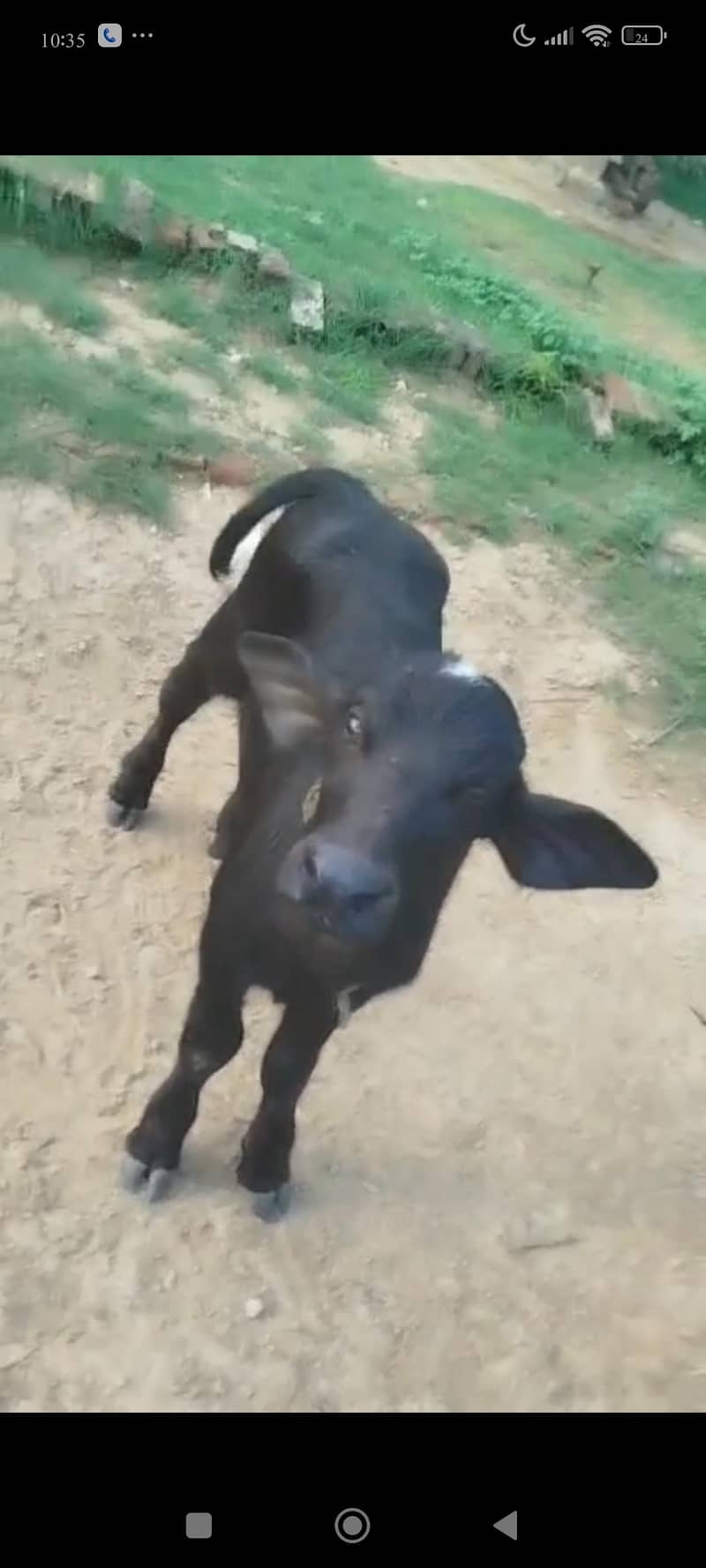 buffalo 5