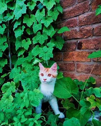 Persian cat